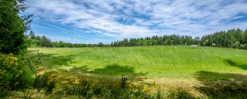 green field, trees and grassy plain